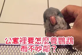 公寓里要怎么养和尚鹦鹉而不吵邻呢？我的尝试作法