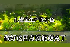 孔雀鱼生产后吃小鱼，明白这四点就能有效避免视频封面