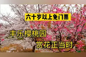 咚咚奶奶重要提示 :郑州丰乐樱花园 ，60岁以上免门票 值得一看视频封面
