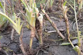 收割7茬8茬后的茴香根，种到菜畦里，可以吃1个冬天，你见过吗？视频封面