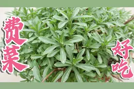 自从费菜学会这样做，婆婆隔三差五点名要吃，上桌连汤汁都不剩