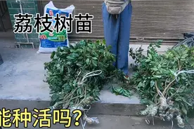 四川泸州农村赶集竟然有人卖荔枝树苗，这样的苗能种活吗？视频封面