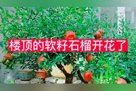 楼顶的突尼斯软籽石榴终于开花了，盆栽石榴一年就能开花结果？视频封面