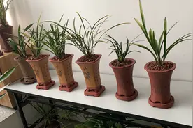 5月份“这样”给兰花预防软腐病，效果好、成功率高视频封面