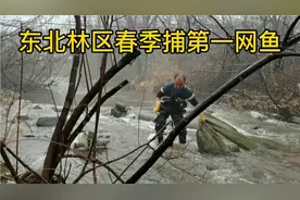 东北林区春季捕鱼第一网，林蛙意外爆网，180元一斤为啥扔了？视频封面
