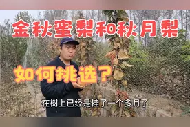 金秋蜜梨和秋月梨如何挑选，各有什么特点？视频封面