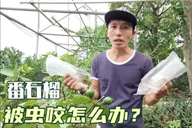 番石榴每到收获都被虫吃？不喷药套袋就能解决，什么时候套有讲究视频封面