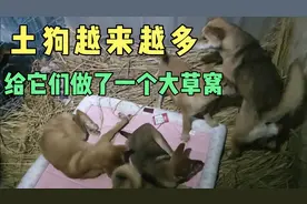 农村大妈告诉我，土狗过冬要搭草窝，狗狗们果然非常喜欢视频封面