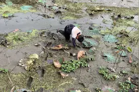 儿子陷进泥坑里，爸妈在一边大笑，不负责任的家长，视频有点长😂视频封面