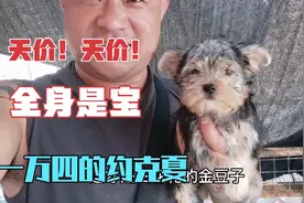 一万四的约克夏，拿在手里直哆嗦，驱车两小时给送过来！视频封面
