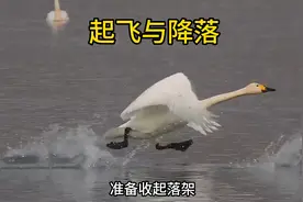 白天鹅的起飞与降落！