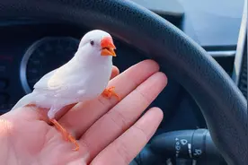 带珍珠鸟出门露营，全程乖巧听话的毛孩子