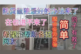 防黄鼠狼最好的办法来了简单适合各种宠物鸽子也有救了
