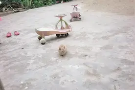 早安呀  午安呀 喵喵喵