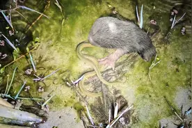 小伙夜间抓黄鳝，意外发现只80一斤野生竹鼠，带回家救助了视频封面