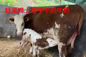 实拍农村母牛生小牛犊片段，视频有点长，请耐心看视频封面