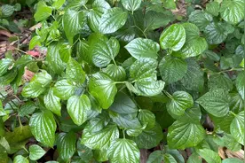 假蒌，俗称“钻骨风”，有好多人不知道它是宝，用来炒螺可惜了噢