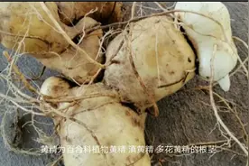 黄精功效知多少