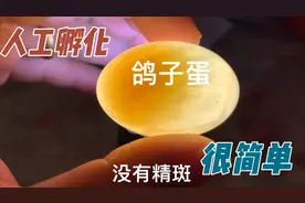 记录人工孵化鸽子蛋。孵化设备简直了。视频封面