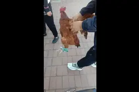 杀鸡正确方法！鸡血制作方法