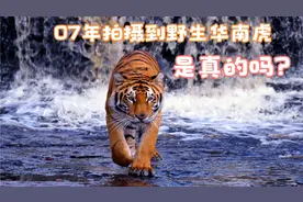 07年陕西猎人拍到野生华南虎，专家鉴定为真后，为何又说是假的？视频封面