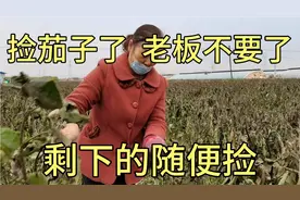捡茄子了，200亩地的茄子摘完了，剩下的不要了可新鲜了视频封面