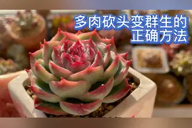 多肉单头变群生，砍头的“正确方法”这样做给一刀，不露切面伤口视频封面