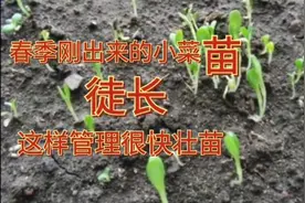 春季刚出来的小菜苗又细又长是有原因的，做到三点很快壮苗视频封面