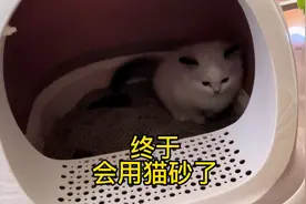两只小布偶猫终于会用猫砂了