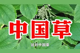 农村一种野草名叫中国草，又名苎麻，用处多价值高遇见请珍惜视频封面