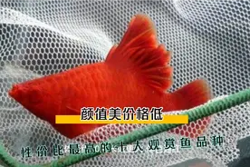 颜值在线性价比超高的十大观赏鱼品种