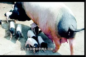 国内猪的种类，根据来源可以分为两类