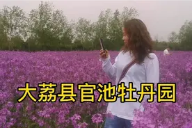 大荔县官池牡丹园，一个去了还想去的地方，聚大荔团队畅游牡丹园视频封面