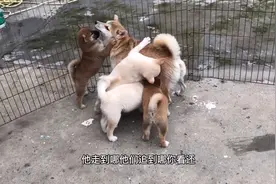 四只小柴犬与狗妈再重逢，激动的追着狗妈到处乱跑，场面完全失控视频封面