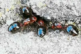 红火蚁是这样婚飞的