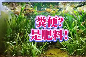 古法生态缸不是古人的木海鱼缸，生态乌龟缸粪便是资源，处理方法
