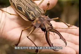 一只鹿角天牛竟然能卖出58万7的天价，你敢相信吗