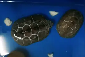 乌龟胆小怕事，有点动静就缩头