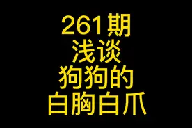 261-浅谈狗的白胸白爪视频封面