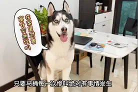 狗狗害怕下雨，吓得哇哇大叫起来，背后的原因令人心酸！