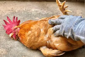 用了这个几秒钟让公鸡也能变乖的小妙招，再也不怕被公鸡追着跑了