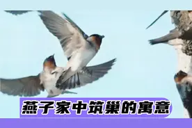 燕子为什么要把鸟巢建在人们家里？家中筑巢有什么寓意？真有智慧视频封面
