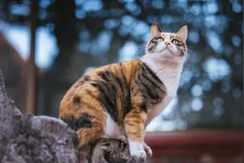 故宫三花猫的颜值巅峰——如意