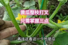 黄瓜怎么整枝打叉？只要掌握好这三点，黄瓜结的多又多
