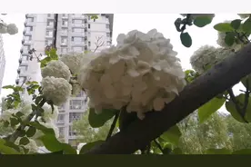 傍晚前在小区拍下了这颗漂亮的，有点像绣球的白色球球花，真漂亮视频封面