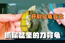 检查家里露天阳台的乌龟，开盲盒抓屎盆里的龟，整个过程惊喜不断视频封面