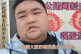 公猪阉割去势，割蛋蛋！为了吃猪肉几乎每头公猪都需要阉割！