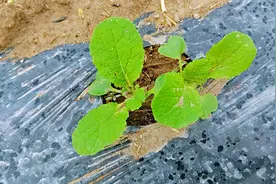 白菜出苗后必须做的3件事，决定白菜高产的关键视频封面