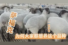 为何大家都想养这个品种，萨福克肉羊之王个体大，长势快效益明显视频封面