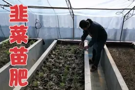 移栽韭菜必备的底肥，韭菜出来的快，没有病害不长韭蛆视频封面